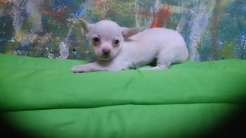 ** VENDIDO** Chihuahua pc blanco macho 5549