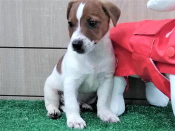 **VENDIDO**  JACK RUSSELL 2747, CACHORROS
