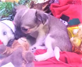 Cachorro Chihuahua Macho Tricolor 0007 **VENDIDO**