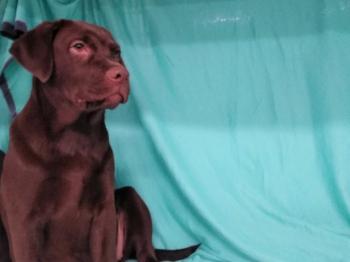 Cachorro Labrador Chocolate Hembra 2514 **VENDIDO**