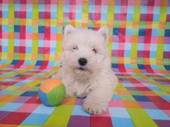 Cachorro West Highland White Terrier Hembra 7598 **VENDIDO**