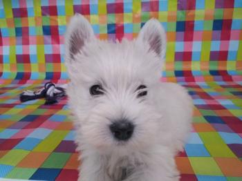 Cachorro West Highland White Terrier Hembra 7638 **VENDIDO**