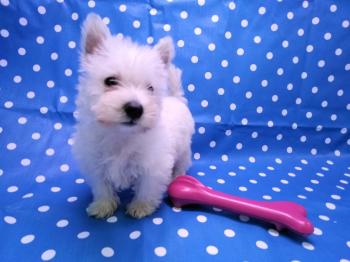 Cachorro West Highland White Terrier Hembra 2452 **VENDIDO**