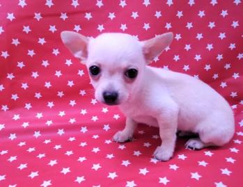 Cachorro Chihuahua Macho de Lunita y Blanc Blanco 5150 **VENDIDO**