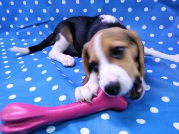 Cachorro Beagle Macho Tricolor 3954 **VENDIDO**
