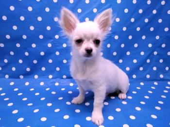 Cachorro Chihuahua pelo largo de Lyli y Blanc Macho Blanco  3356 **VENDIDO**