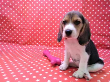 Cachorro Beagle hembra 2114 **VENDIDO**