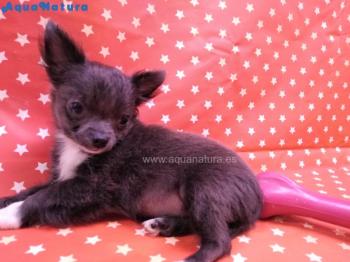 Cachorro Chihuahua de pelo largo Macho Azul 1364 **ENTREGADO**