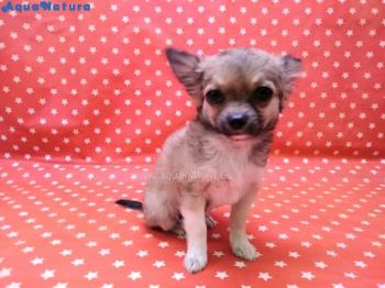 Cachorro Chihuahua de pelo largo Tricolor Hembra 1550 **VENDIDO**