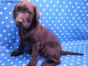 Cachorro Labrador Chocolate Macho 4457 **VENDIDO**