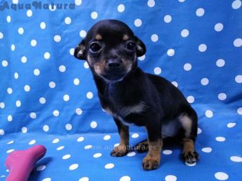 Cachorro Chihuahua Hembra de Lili y Choco bicolor marrn 5424 **ENTREGADO**