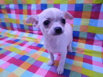 Cachorro Chihuahua Hembra Blanco con marrn 4709 **ENTREGADO**
