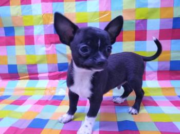 Cachorro Chihuahua Macho Negro Con Blanco 5207 **ENTREGADO**