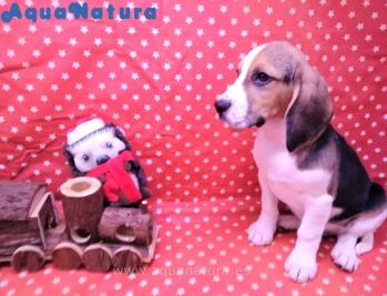 Cachorro Beagle Macho Tricolor 4927 **VENDIDO**