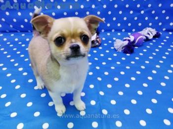 Cachorro Chihuahua Macho Tricolor 5814 **ENTREGADO**