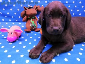 Cachorro Labrador Chocolate Hembra 4716 **ENTREGADO**