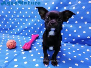Cachorro Chihuahua Macho Negro 0300 **ENTREGADO**