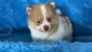 Cachorro Pomerania Bicolor **ENTREGADO**