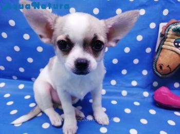 Cachorro Chihuahua Macho Bicolor 4190 **ENTREGADO**