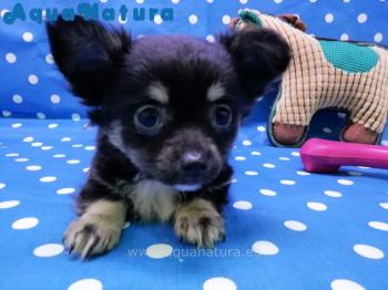Cachorro Chihuahua de pelo largo de Perlita y Bambi Negro Hembra 3606 **ENTREGADO**