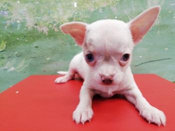 Cachorro Chihuahua Macho Blanco/Merle 3663 **ENTREGADO**