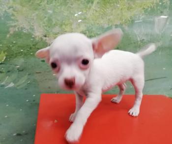 Cachorro Chihuahua Hembra Blanca **ENTREGADO**