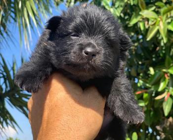 Cachorro Pomerania Macho Negro **VENDIDO**