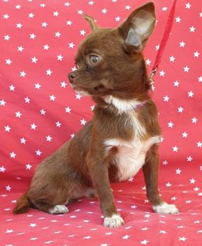 Cachorro Chihuahua Macho Chocolate Bicolor **ENTREGADO**