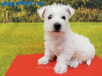 Cachorro West Highland White Terrier 4396 **VENDIDO**