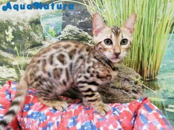 Bengal Hembra Brown Spotted 9983 **VENDIDO**