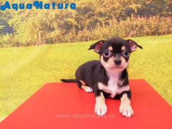 Cachorro Chihuahua Macho Negro 5422 **ENTREGADO**
