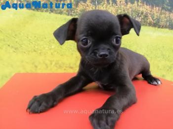 Cachorro Chihuahua Macho Negro 7609 **ENTREGADO**