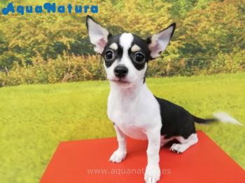 Cachorro Chihuahua Macho Tricolor 8270 **ENTREGADO**