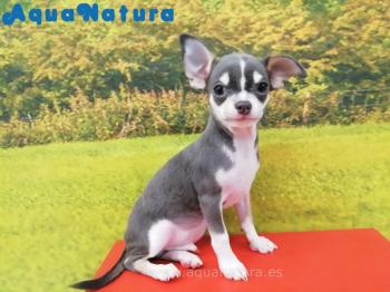 Cachorro Chihuahua Macho Tricolor Azul 8272 **ENTREGADO**