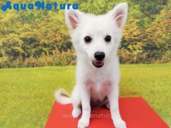 Cachorro Pomerania Hembra Blanco 4844 **VENDIDO**
