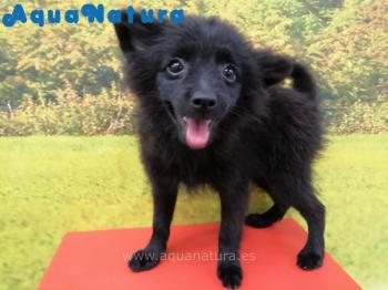 Cachorro Pomerania Hembra Negro Azabache 4831 **ENTREGADO**