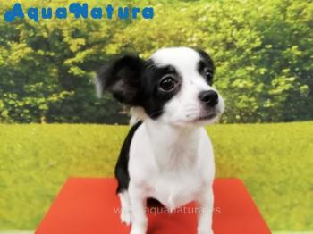 Cachorro Chihuahua Hembra Bicolor 4829 **VENDIDO**