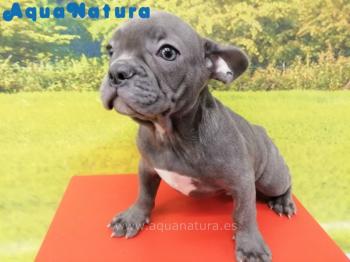 Cachorro Bulldog Francs Blue Macho 3478 **ENTREGADO**