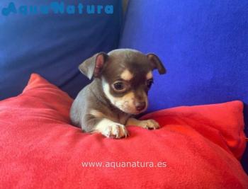 Cachorro Chihuahua Macho de Pelo Corto de Lunita y Choco Chocolate  **ENTREGADO**