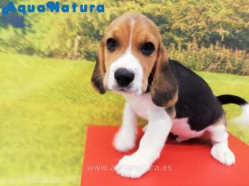 Cachorro Beagle Macho Tricolor 2146 **ENTREGADO**