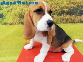 Cachorro Beagle Macho Tricolor 8418 **ENTREGADO**