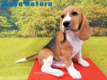 Cachorro Beagle Macho Tricolor 8528 **ENTREGADO**