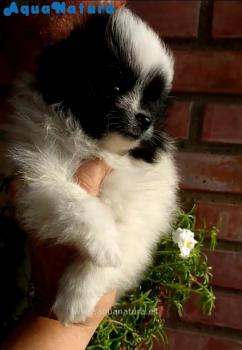 Cachorro Pomerania Macho Blanco y Negro **ENTREGADO**