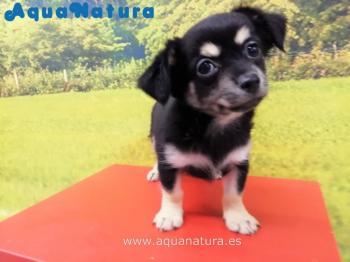 Cachorro Chihuahua Macho Negro Fuego de Lunita y Choco 7196 **ENTREGADO**