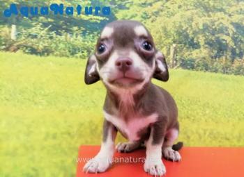 Cachorro Chihuahua de Lunita y Choco Macho Chocolate 5441 **ENTREGADO**