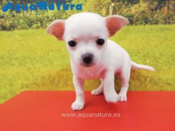 Cachorro Chihuahua Macho Blanco 9243 **ENTREGADO**