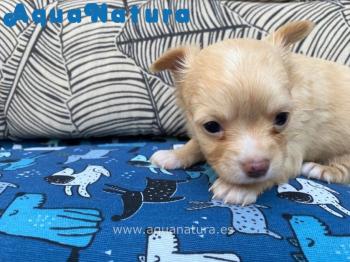 Cachorro Chihuahua Hembra de Perla y Bambi  1617 **VENDIDO**