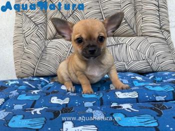 Cachorro Chihuahua Macho de Lili y Bambi Marrn **VENDIDO**
