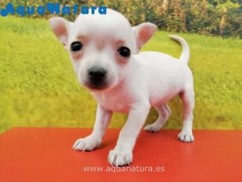 Cachorro Chihuahua Hembra Blanco 9102 **ENTREGADO**