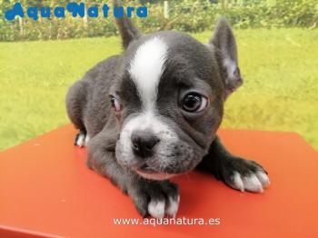 Cachorro Bulldog Francs Blue Macho 4053 **VENDIDO**